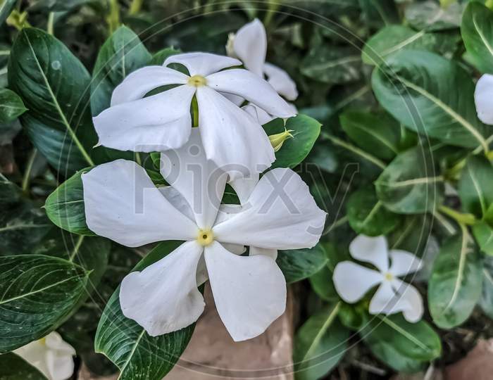 Madagascar periwinkle flower