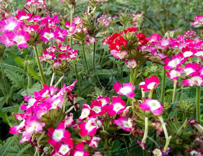 Beautifull closeup tiny link flowering plant in garden background wallpaper