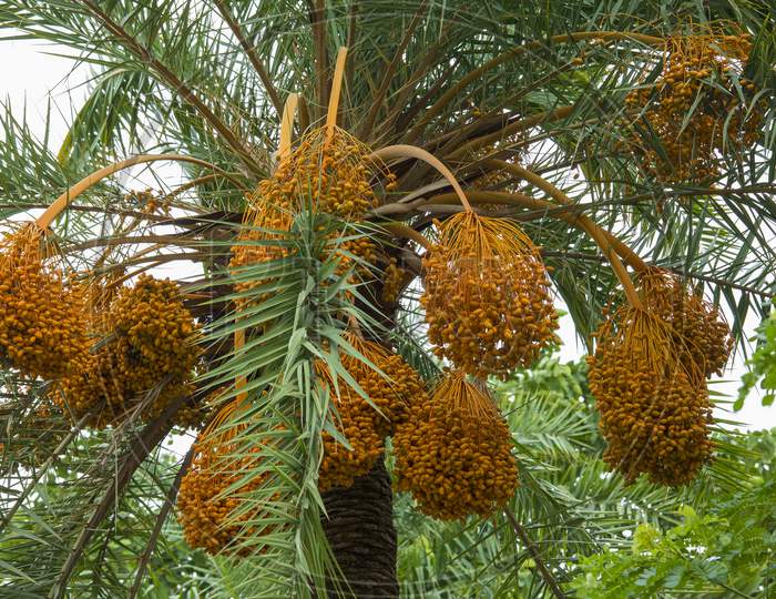 Raw Bunch Of Date Palm Hanging On The Tree.