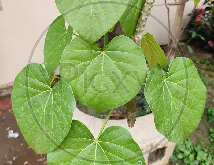 Medicinal plant - Tinospora cordifolia or Giloy