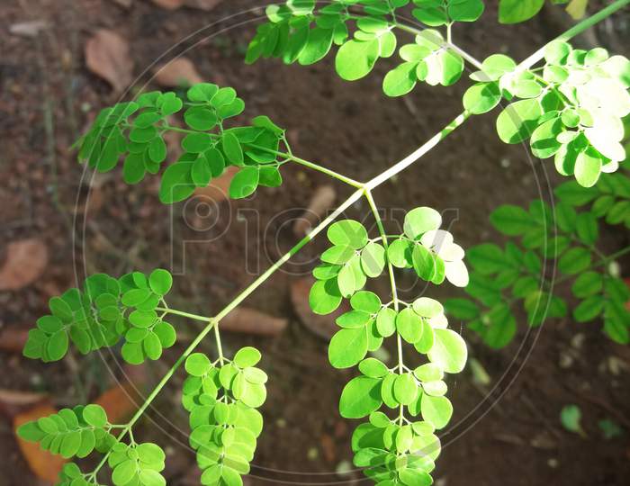 Closeup Picture Of Moringa Oleifera Leaves