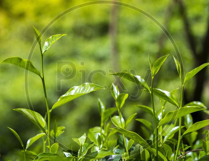 Tea Leaves In Fresh Garden.