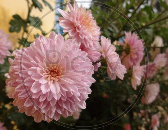 Close up pink chandramallika flowering plant