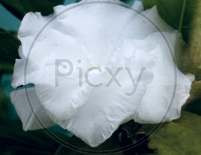 White Flower Morning glory Petal Plant  Fresh