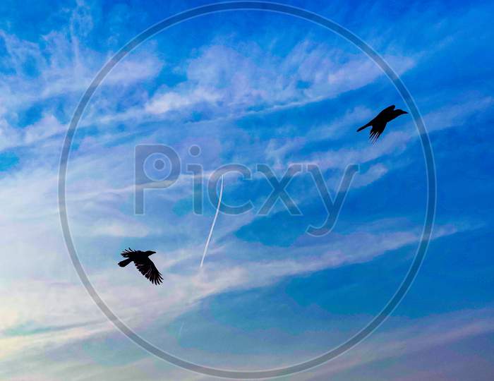 two crows playing in the half cloudy blue sky