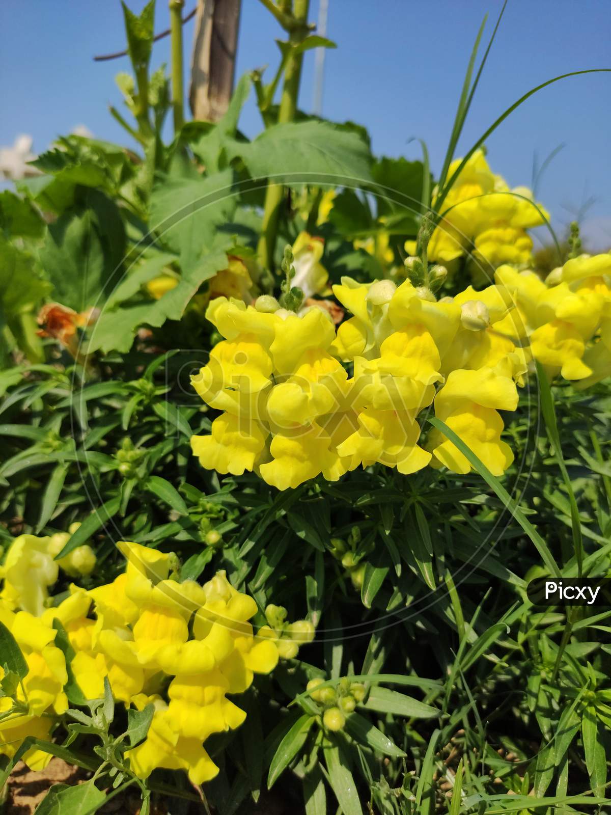 Yellow Snapdragon flower