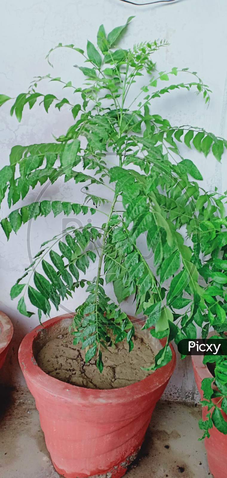 Curry leaves tree.