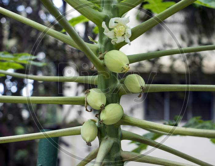 Papaya plant growing