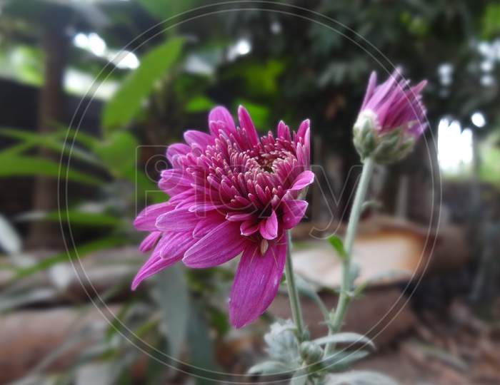 Close up violet petal chandramallika flowering plant selective focus and Blur background