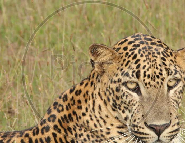 Sri Lankan Leopard resting on the grass after a hunt