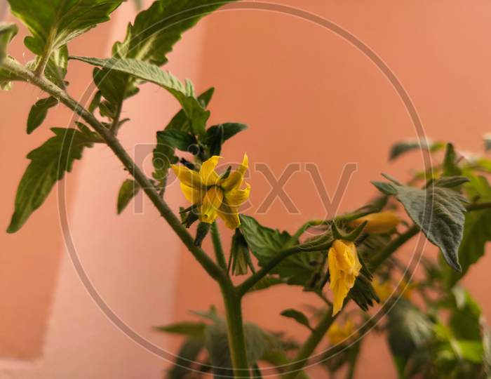 Tomato Plant And Its Beautiful Yellow Flower Closeup Picture.