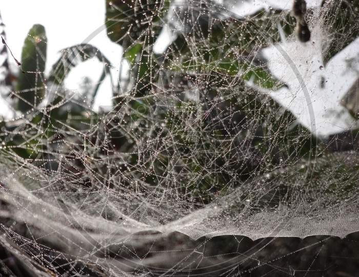 Spider web closeup picture photography background wallpaper
