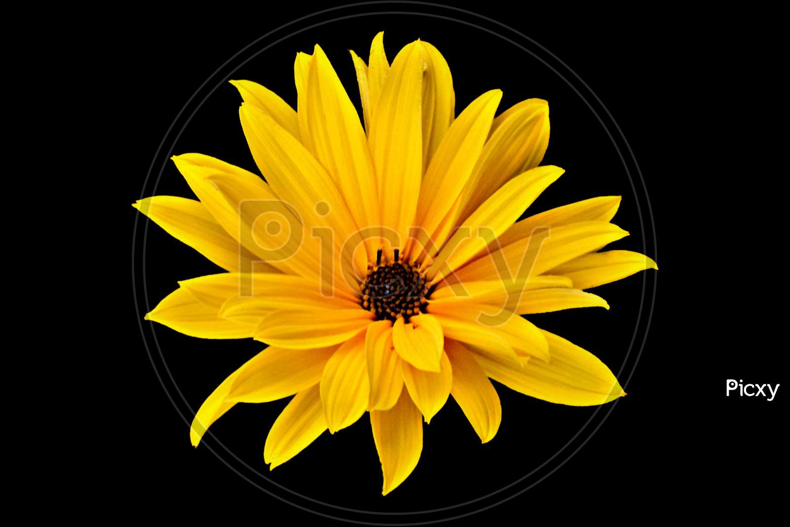 Sunflower isolated on black background.yellow flower.