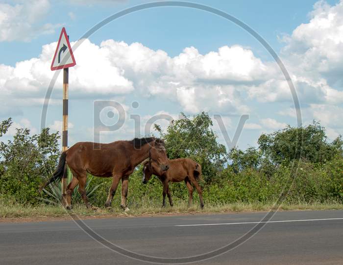 Horse Standing Road side