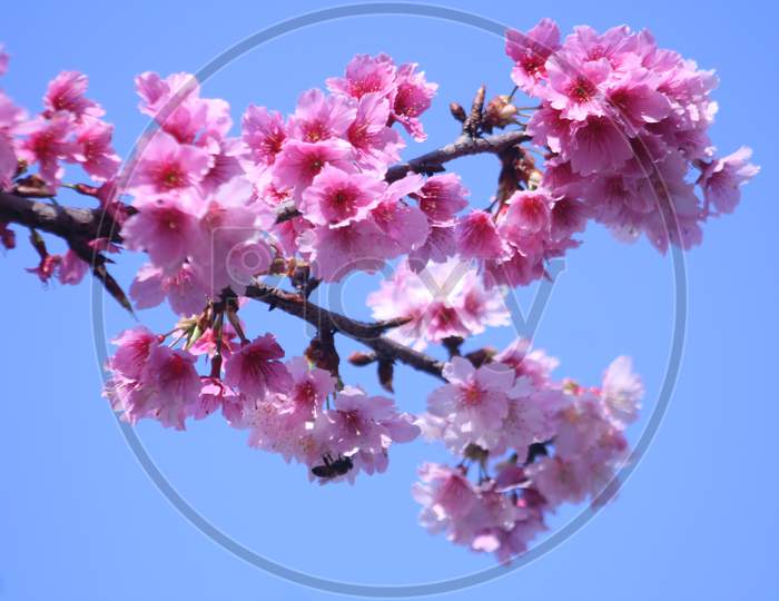 cherry blossoms,sakura,櫻花