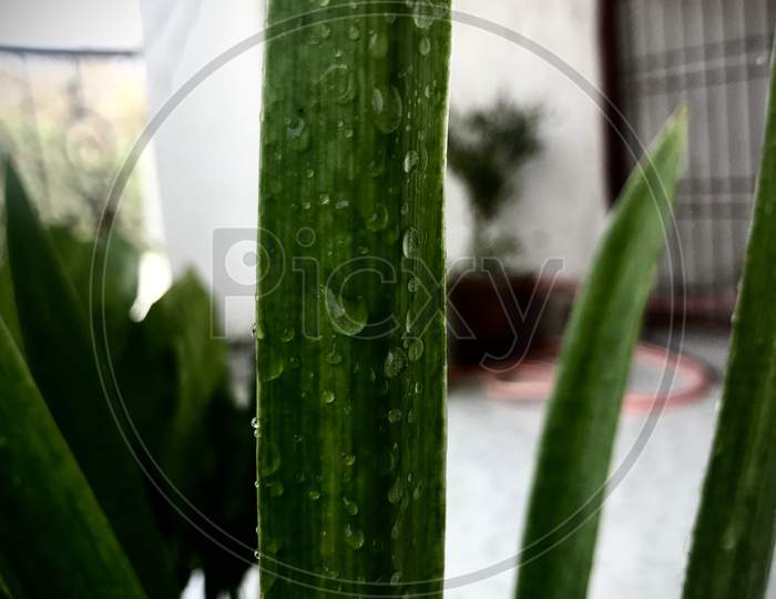 green long leaf