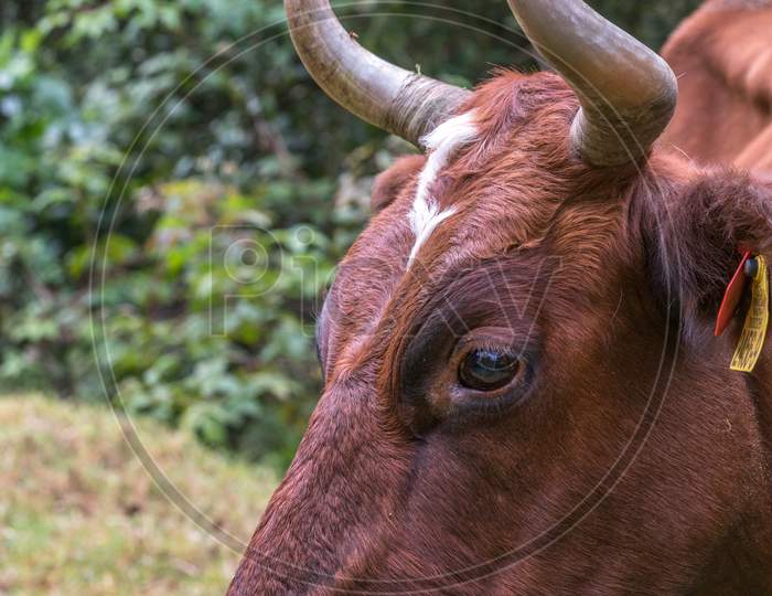 A Bull With Wild Horns