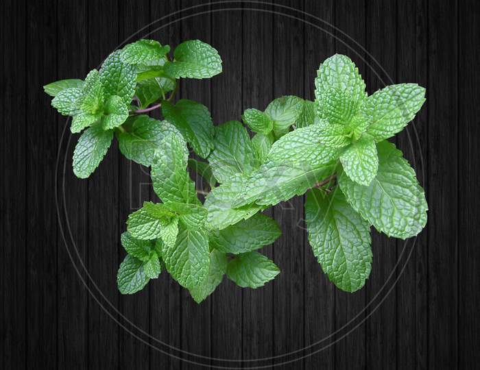 Fresh peppermint leaf on wooden background.