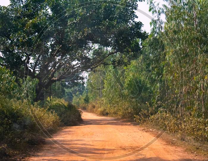 A Empty Muddy Village Road Moving Between A Green Forest