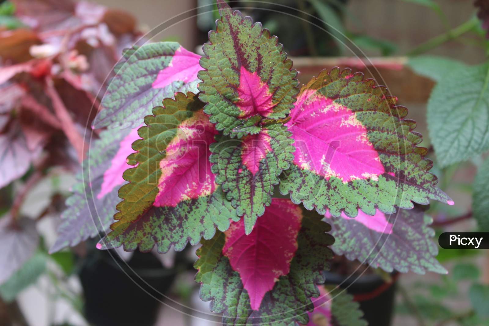 PINK LEAVES PLANT