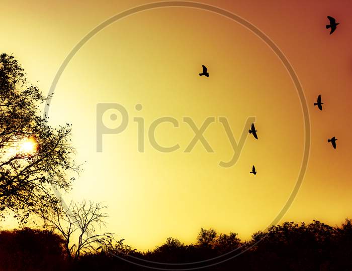 Birds flying at sunrise in the wild