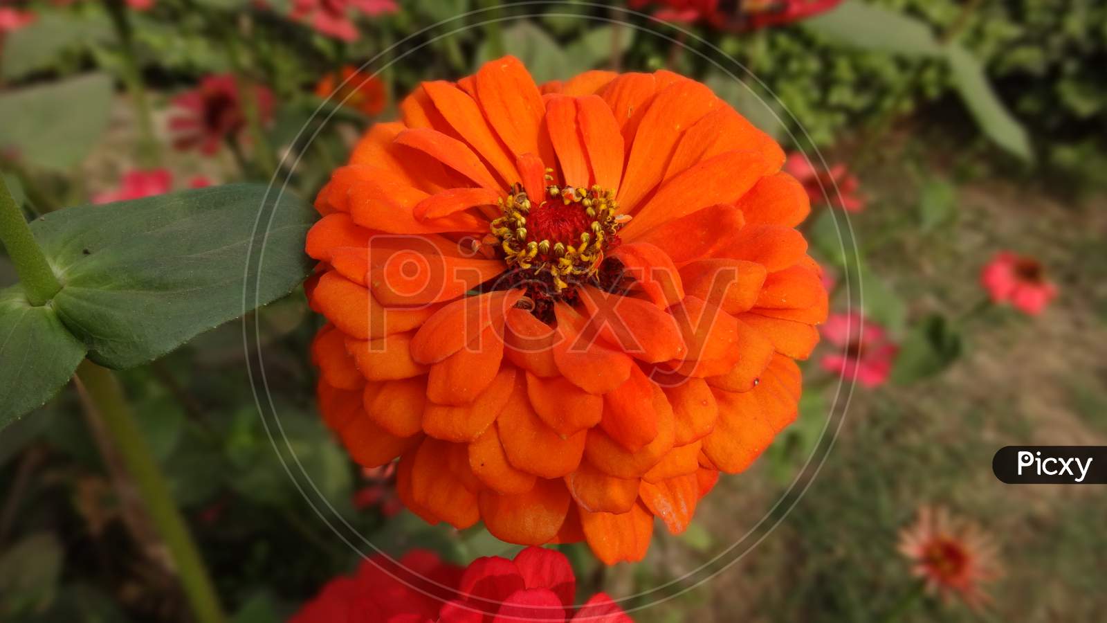 Garden cosmos zinnia orange flowering plant. selective focus and blur background