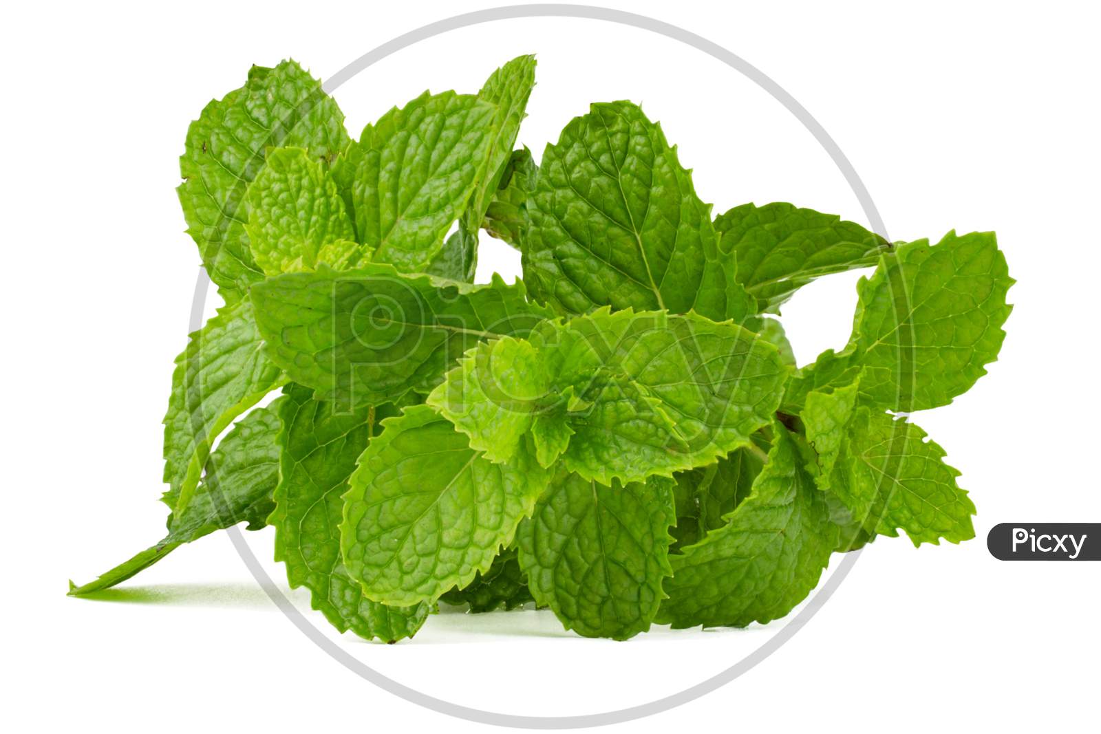 Peppermint isolated on white background,side view.
