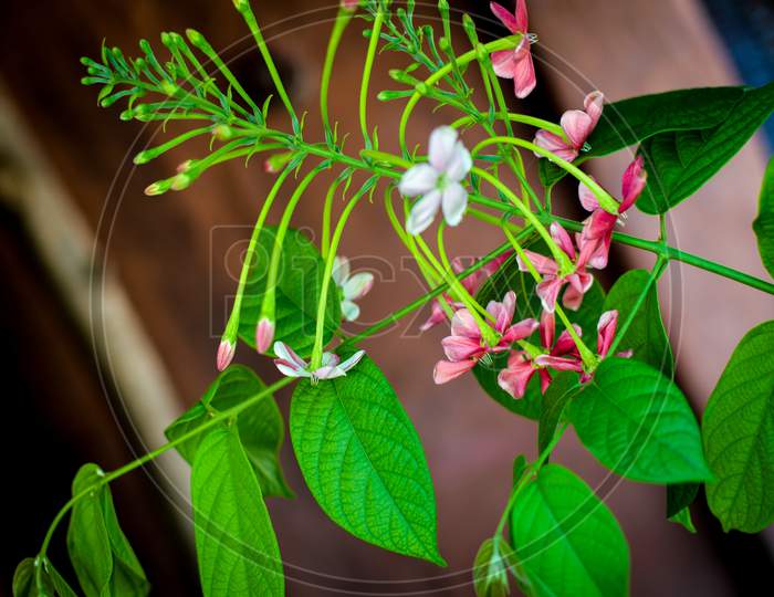 Madhu Malti Flower With Green Leaf & Branches . Looking So Beautiful The White & Red Flowers.