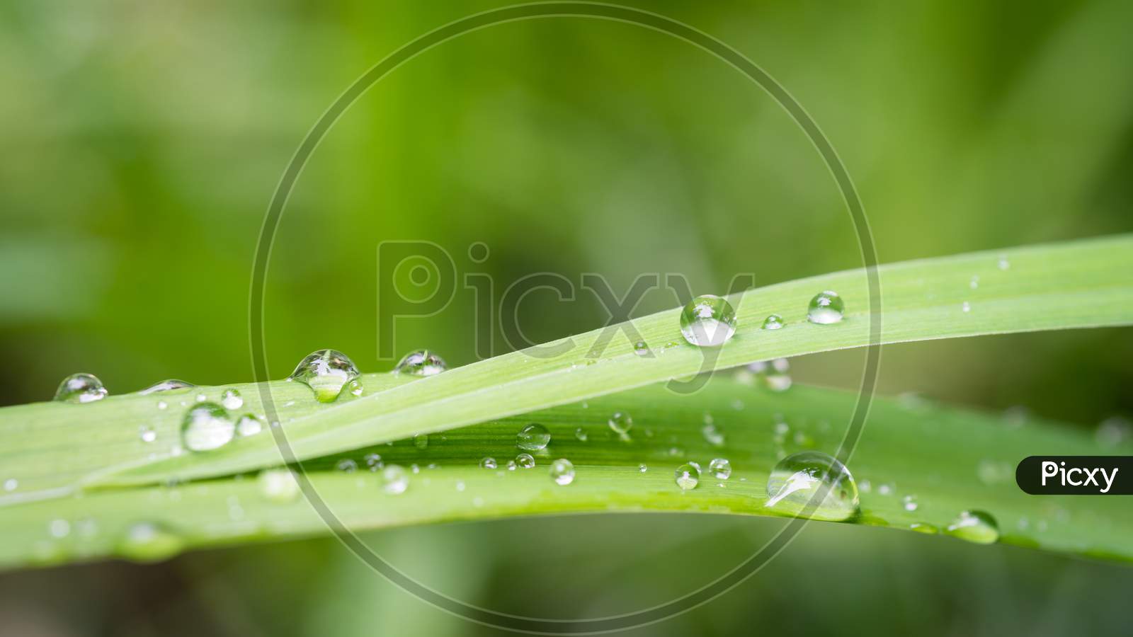 Macro image of dew and water drops on the blade of grass