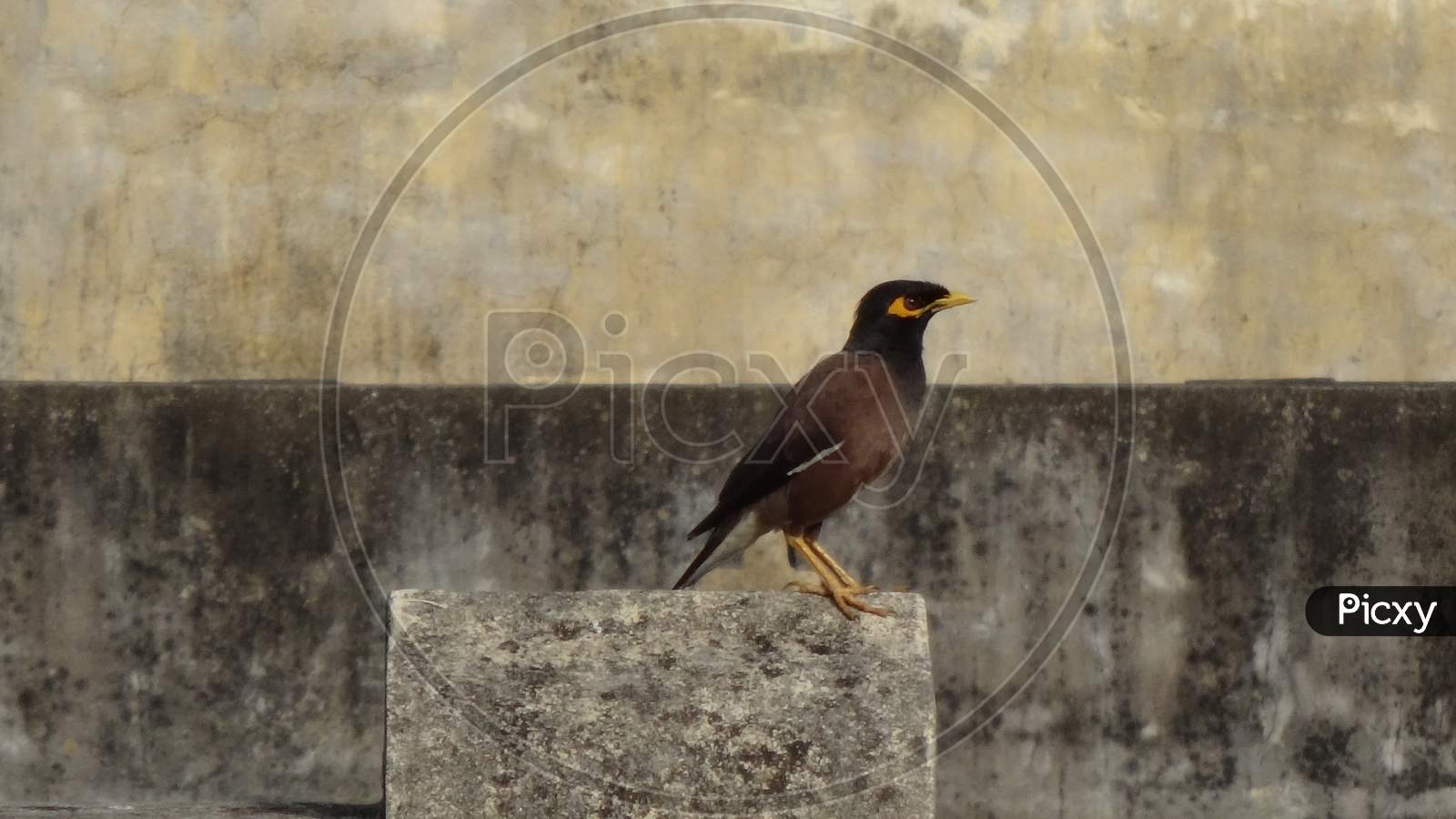 Common myna indian Bird in front of camera Background wallpaper