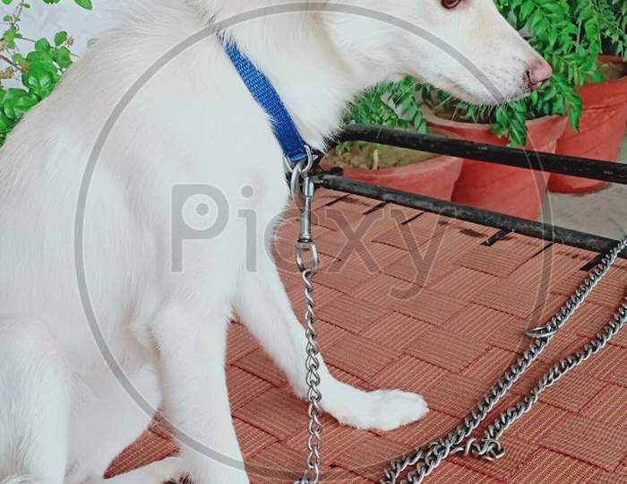 A cute white dog.