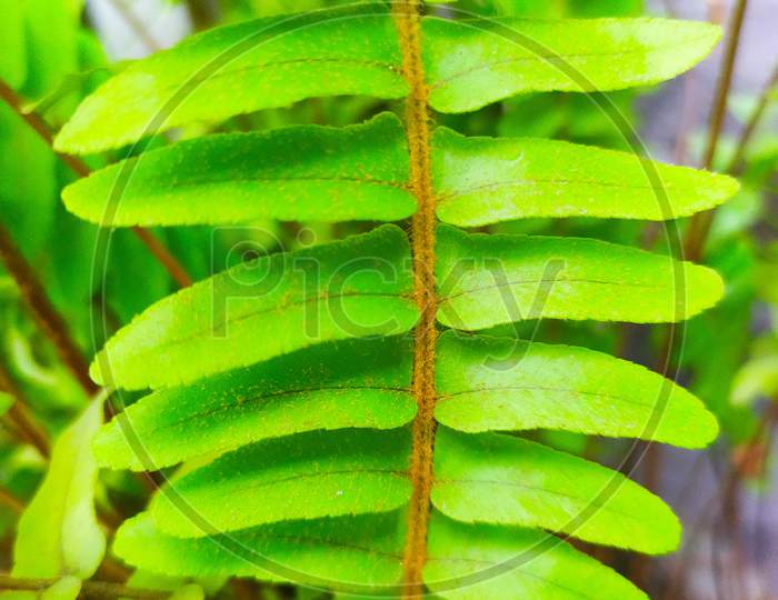 A fern leaf