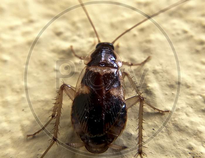 top view of cockroach on wall