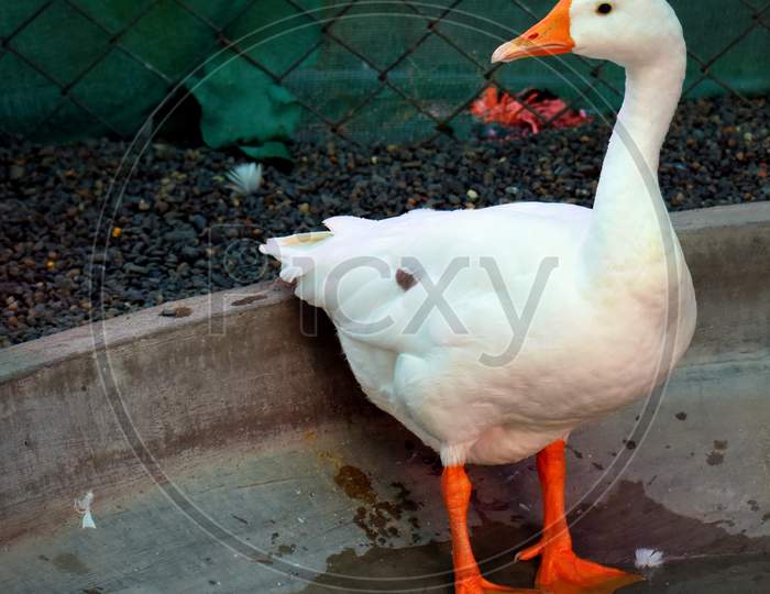 Young Asian Goose In The Local Farm