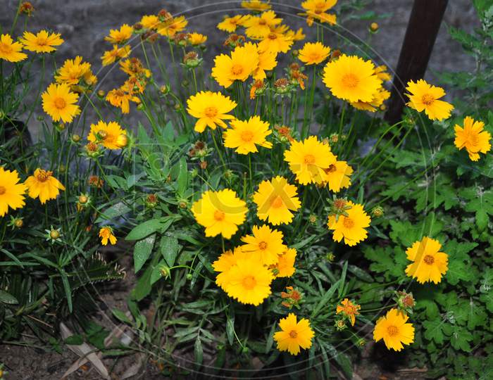 Beautiful flowers in the Garden