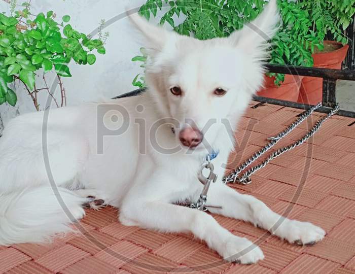Loyal white indian dog.