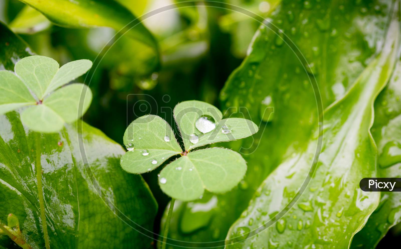 Macro image of water drop on a clover leaf.