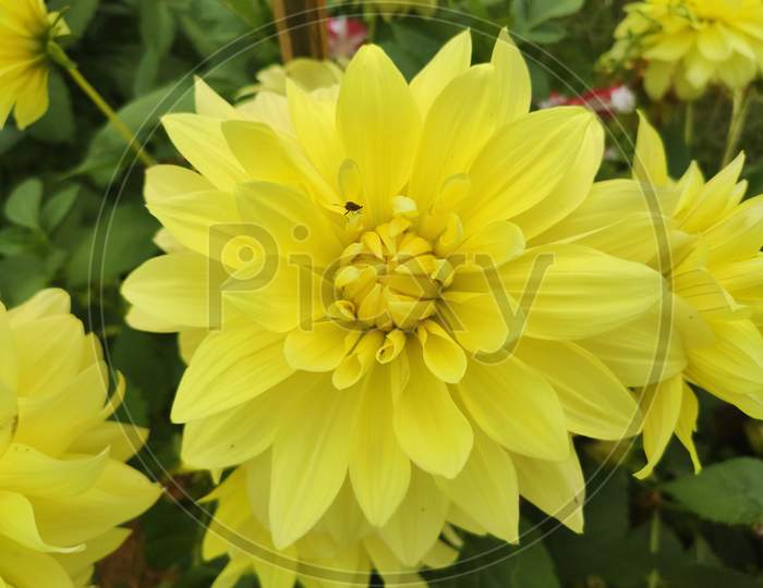 Dahlia yellow flower in the garden