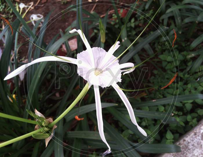 Little White Flower