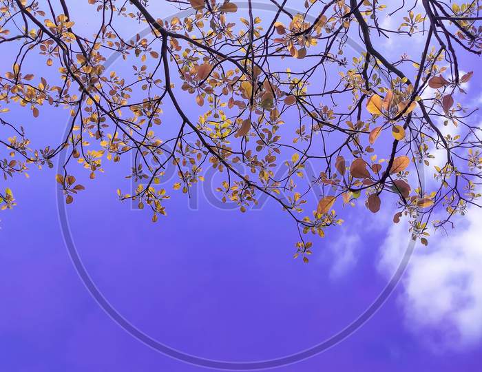 Colourful leaves with the branches of a tree in the blue sky background.