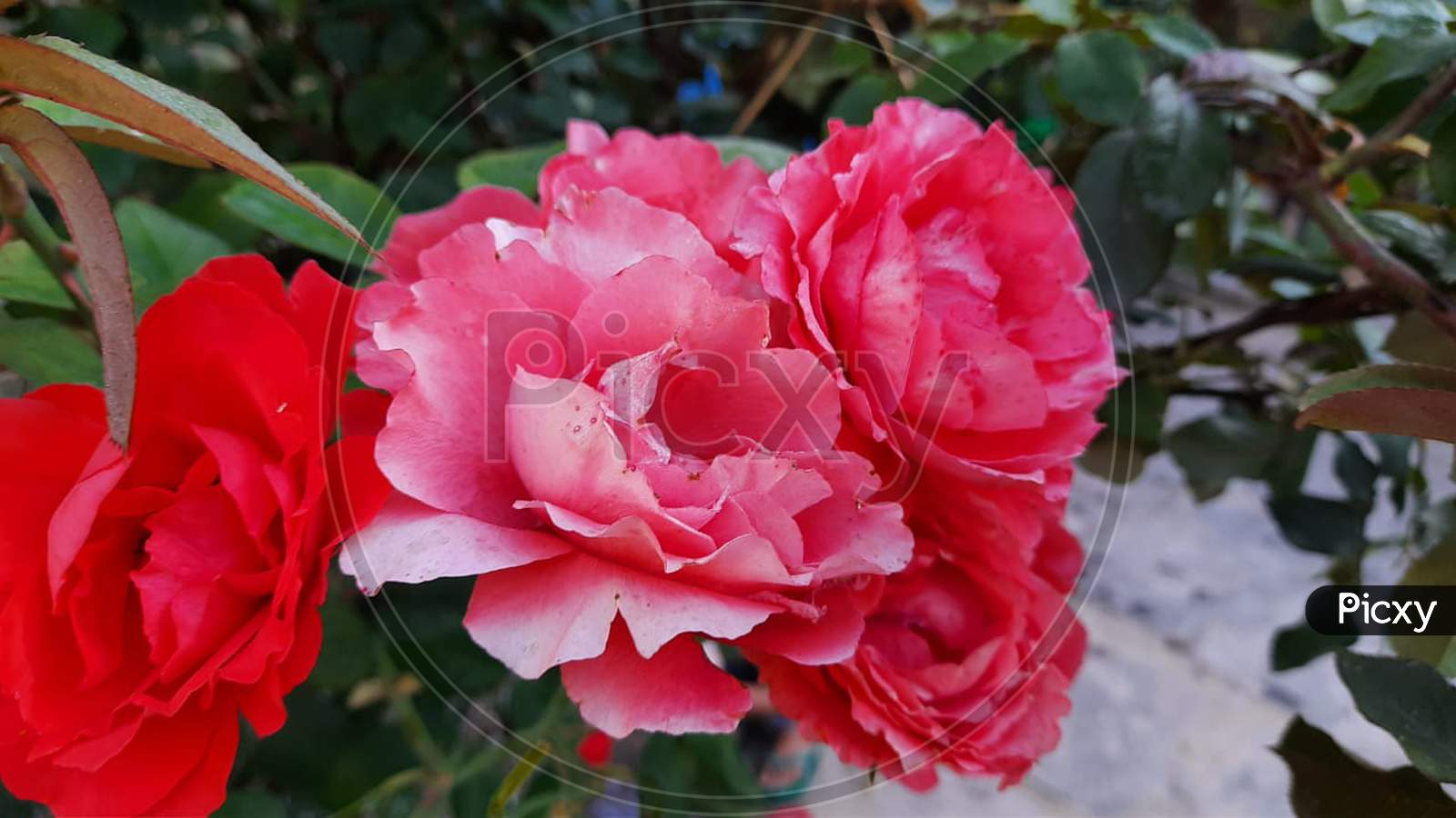 Beautiful  Rose in garden Himachal pardesh India