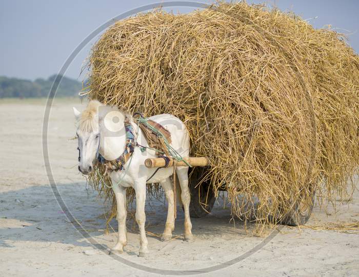 A Freight Horse Car Uploading A Labor In The Village Of Kartikpur, Dohar, Bangladesh.