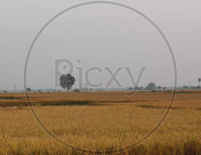 indian agricultural fields
