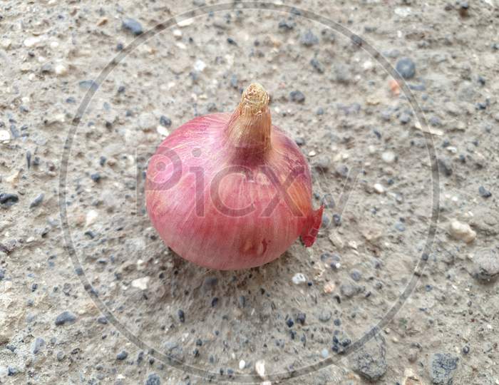 This is an onion