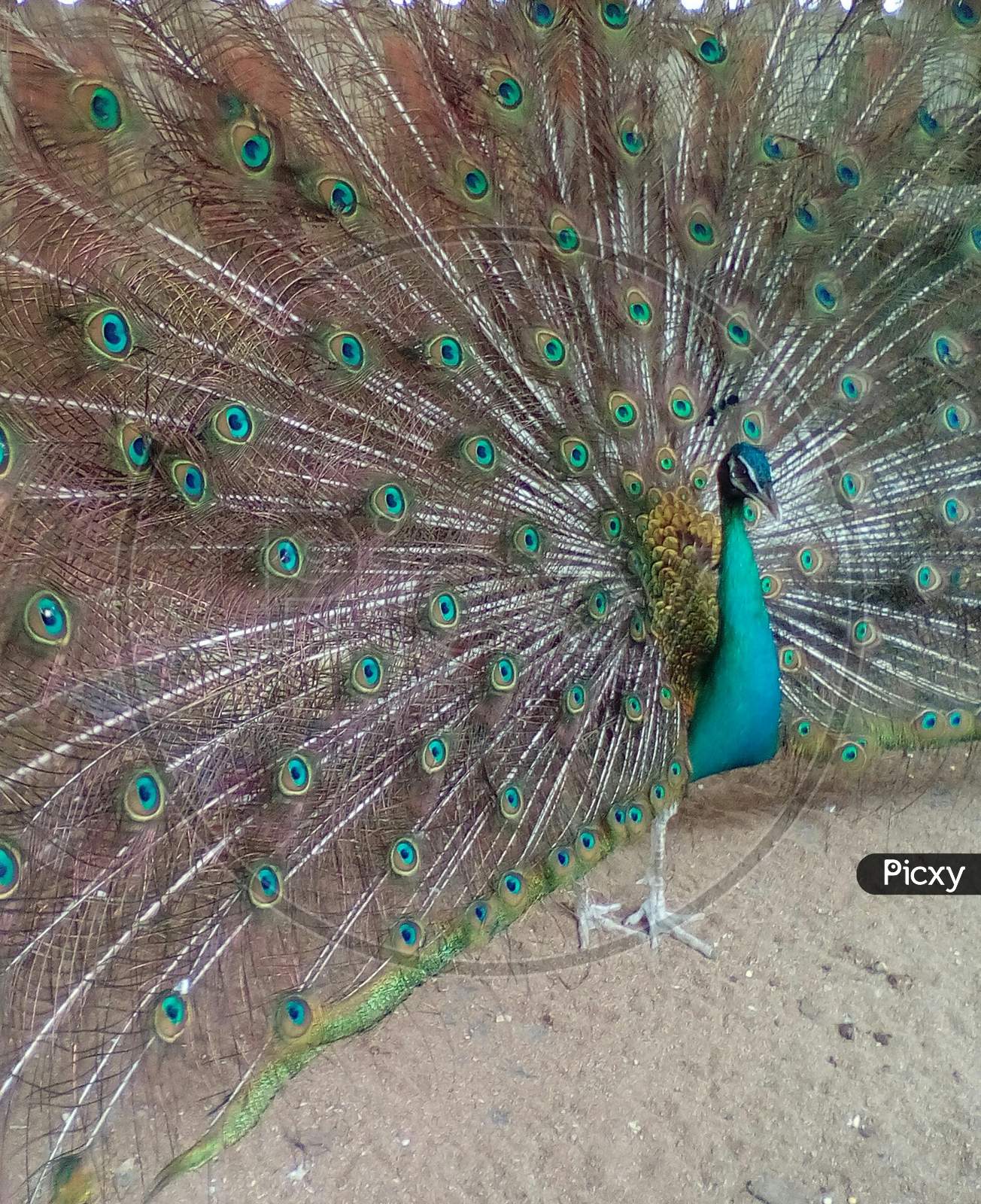 Peacock dancing