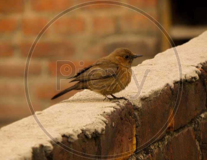 Indian brown rock chat bird like sparrow sitting on cemented brick wall.