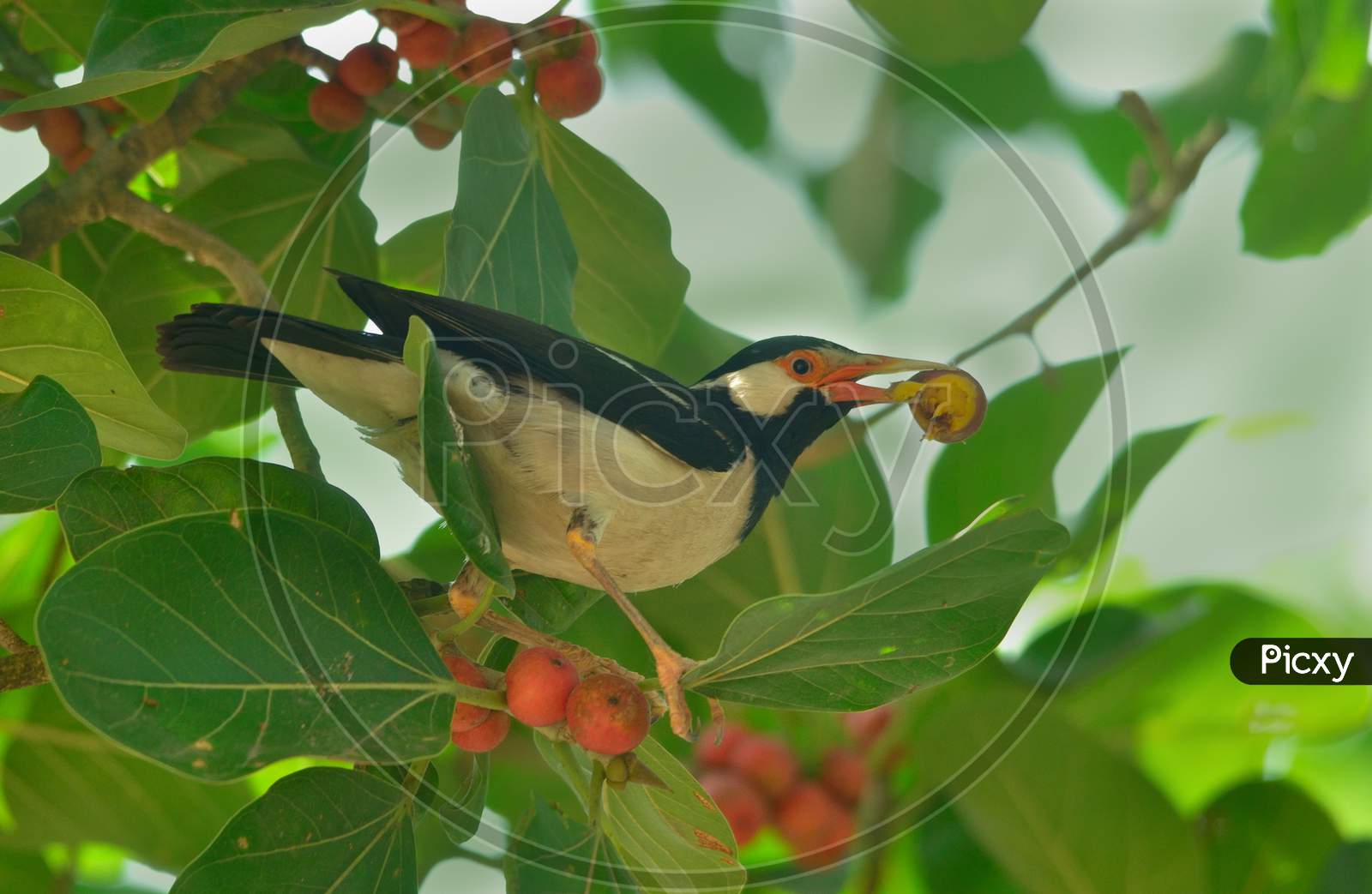 bronzed drongo bird