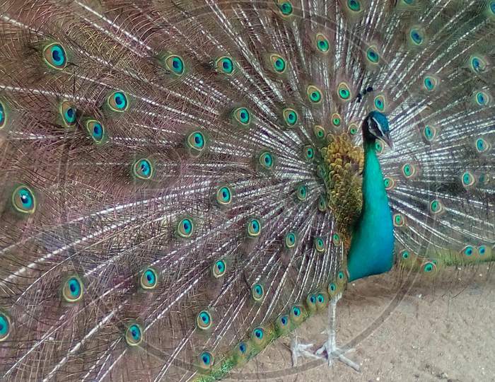 Peacock dancing