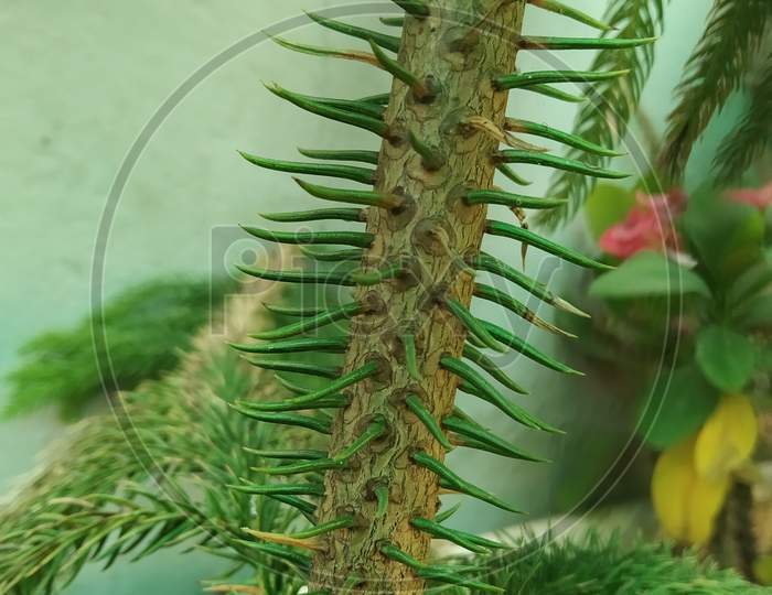Beautiful pic of spiny stem with blur background