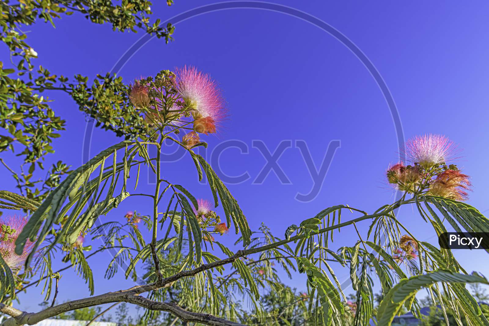 2020 Springtime Wideangle Macro Of Mimosa Branch And Flowers